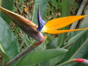 artsy bird of paradise